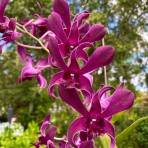 Dendrobium Caesar Red